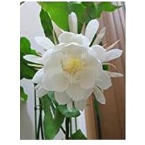 【土日お値下げ】月下美人、観葉植物 開花寸前の花芽付き 黒鉢、6株(60cmほど Amazon | 月下美人 大苗（6号）【花なし・開花見込み株】 | 花